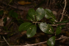 Loeseneriella barbata