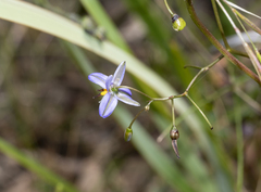 Dianella brevicaulis
