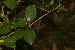 Loeseneriella barbata