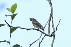 Muscicapa sibirica