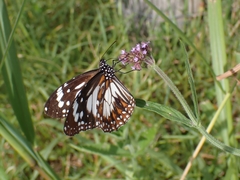 Danaus affinis