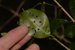 Loeseneriella barbata