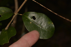 Loeseneriella barbata
