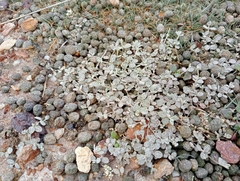 Atriplex buchananii