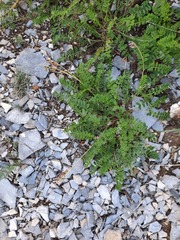 Hedysarum sangilense