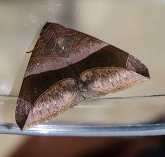 Bastilla maturata