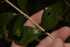 Loeseneriella barbata