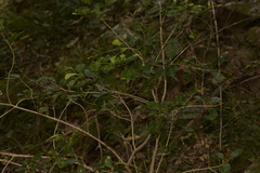 Loeseneriella barbata
