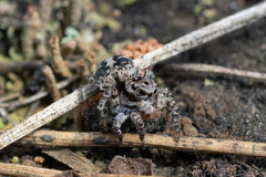 Aelurillus v-insignitus