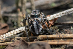 Aelurillus v-insignitus