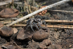 Aelurillus v-insignitus