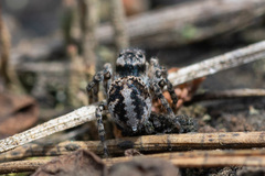 Aelurillus v-insignitus