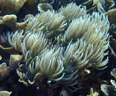 Heteractis crispa