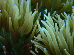 Heteractis crispa