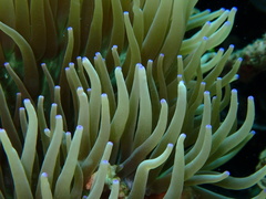 Heteractis crispa