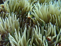 Heteractis crispa