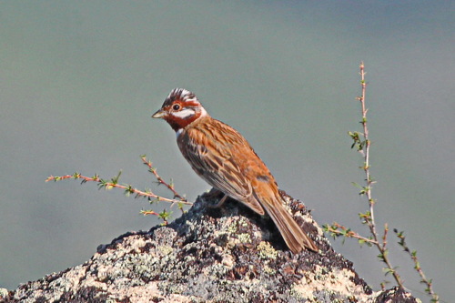 Bruant à calotte blanche