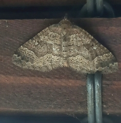 Larentia malvata