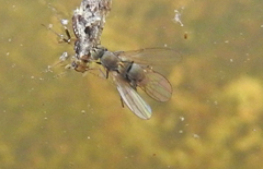 Hydrellia griseola