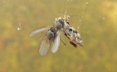 Hydrellia griseola