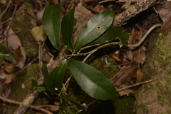 Loeseneriella barbata