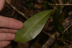 Loeseneriella barbata