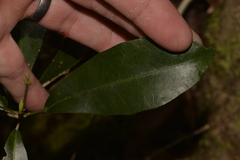 Loeseneriella barbata