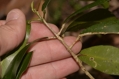 Loeseneriella barbata