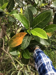 Ficus benguetensis
