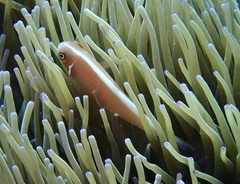 Amphiprion perideraion