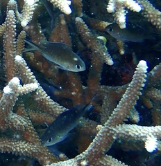 Chromis ternatensis