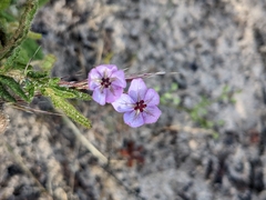 Thomasia petalocalyx