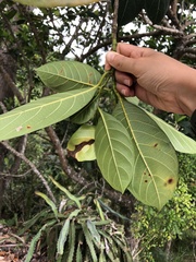 Ficus benguetensis