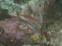 Pseudojuloides splendens