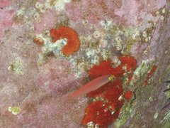 Pseudojuloides splendens