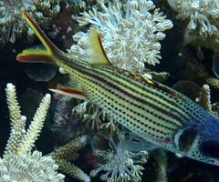 Neoniphon sammara