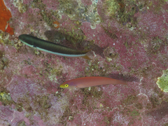 Pseudojuloides splendens