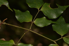 Archidendron grandiflorum