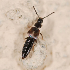 Atheta occulta