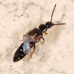 Atheta occulta