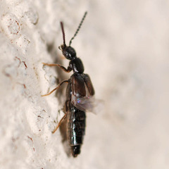 Atheta occulta