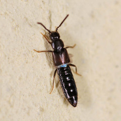 Atheta occulta