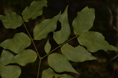 Archidendron grandiflorum
