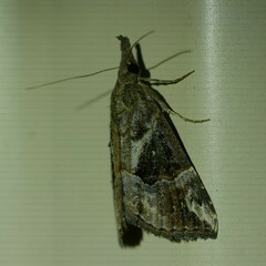 Hypena laceratalis
