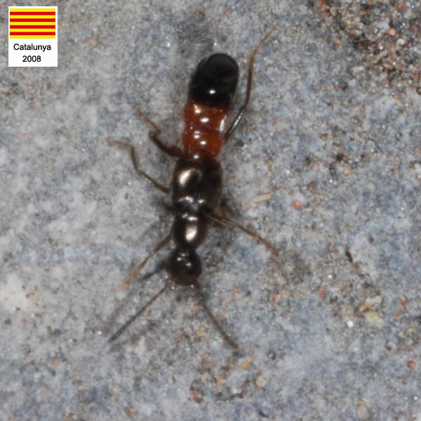 Tachyusa balteata