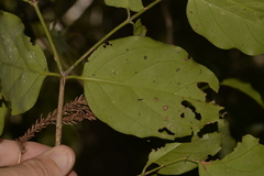 Psydrax lamprophylla