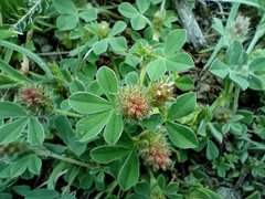 Trifolium striatum