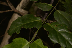 Psydrax lamprophylla