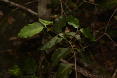 Psydrax lamprophylla