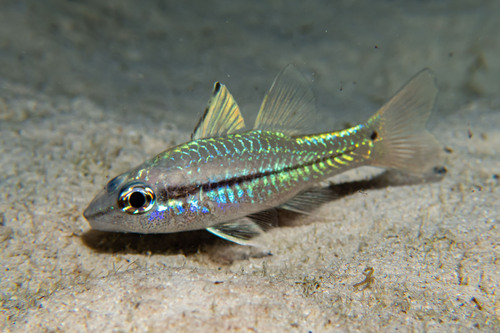 Eyeshadow cardinalfish (Pristiapogon exostigma) — Apogonidae — 4